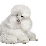 Breed description King Poodle