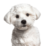 Breed description of a Maltese dog, small white dog with slightly curly coat