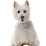 West Highland White Terrier character description and more, small white dog with STehohren from Scotland
