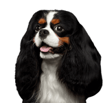 Cavalier King Charles Spaniel Perro, Vertebrado, Canidae, Mamífero, Raza de perro, Cavalier King Charles Spaniel, King Charles Spaniel, Carnívoro, Perro de compañía, Spaniel, Pequeño perro tricolor