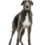 Deerhound escocés, perro grande de pelo áspero, perro grande gris, galgo