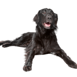 Flatcoated Retriever Negro Descripción de la raza