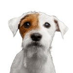 Jack Russell Ruahaar perro, mamífero, vertebrado, raza de perro, Canidae, Russell Terrier, perro de compañía, carnívoro, Parson Russell Terrier pelaje áspero, cachorro, pequeño perro blanco con ojo marrón