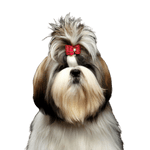 Perro, Mamífero, Vertebrado, Cánido, Raza de perro, Shih tzu, Perro imperial chino, Leona, Perro de compañía, Carnívoro