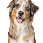 Chien, mammifère, vertébré, colley australien, race de chien, Canidae, berger australien, carnivore, chien de compagnie, berger australien, mini Aussie en merle, chien tricolore à poil long