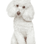 Tonte du caniche blanc Description de la race caniche