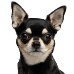 Chien, mammifère, vertébré, Canidae, race de chien, Chihuahua noir à oreilles dressées, Kurhaar Chihuahua, chien noir et feu de moins de 5 kg, carnivore, museau, chien de compagnie,