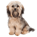 Description de la race du Bichon Havanais Description de la race du Bichon Havanais