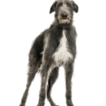 Description de la race du Deerhound Deerhound écossais, grand chien à poil dur, grand chien gris, lévrier gris
