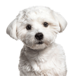 Description de la race du Bichon maltais, petit chien blanc au pelage légèrement frisé