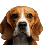 Chien, Mammifère, Vertébré, Race de chien, Canidae, Beagle, Beagle-Harrier, Carnivore, Chien brun, Oreilles tombantes