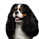 Kutya, Gerincesek, Canidae, Emlősök, Kutya fajta, Cavalier King Charles Spaniel, King Charles Spaniel, húsevő, Társas kutya, spániel, kis háromszínű kutya