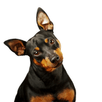 Miniatűr pinscher fajta leírása Törpe Pinscher, Mini Pinscher, Toy Pinscher