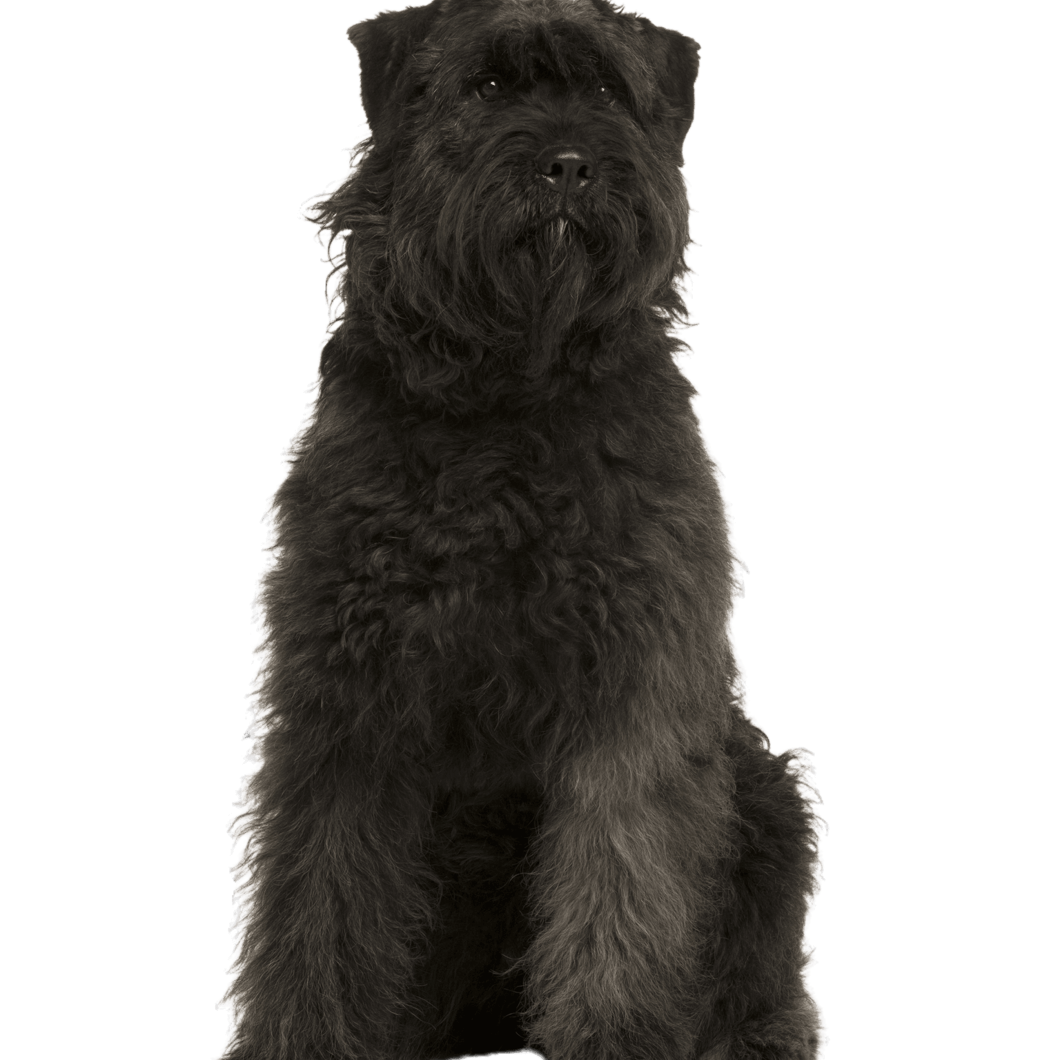 Bouvier des Ardennes Hund, 1 Jahr alt, sitzt vor weißem Hintergrund Bouvier des Ardennes Hund, 1 Jahr alt, sitzt vor weißem Hintergrund