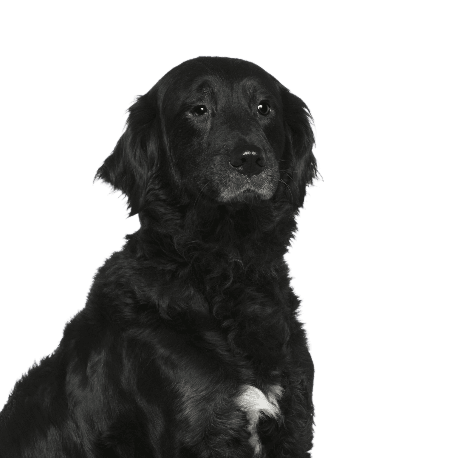 Labrador-Mischling mit Berner Sennenhund, 6 Jahre alt, sitzt vor weißem Hintergrund Labrador-Mischling mit Berner Sennenhund, 6 Jahre alt, sitzt vor weißem Hintergrund