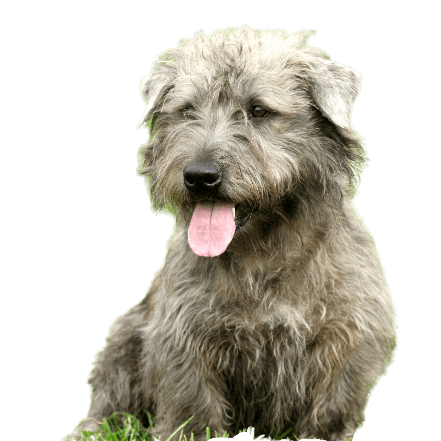 Irish Glen of Imaal Terrier im Garten