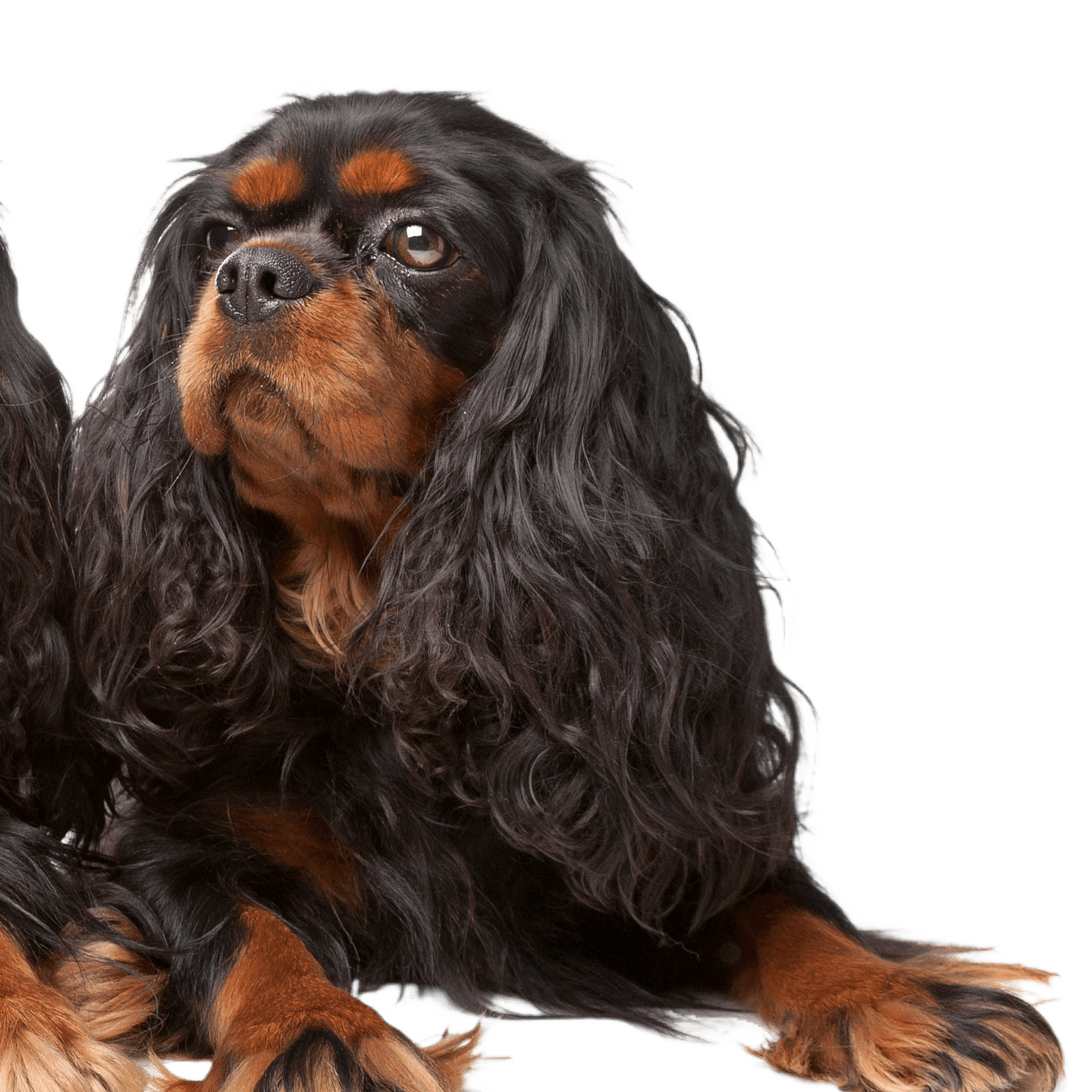 King Charles Spaniel, auch bekannt als English Toy Spaniel