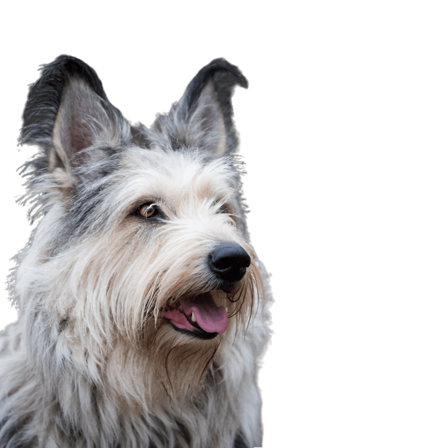Berger Picard Hund im Winterfeld mit langen Haaren