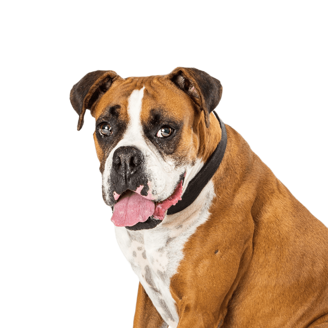 Ausgewachsener Boxer- und Bulldoggenmischling, der seitlich auf einer weißen Fläche sitzt und den Kopf in die Kamera schaut Ausgewachsener Boxer- und Bulldoggenmischling, der seitlich auf einer weißen Fläche sitzt und den Kopf in die Kamera schaut