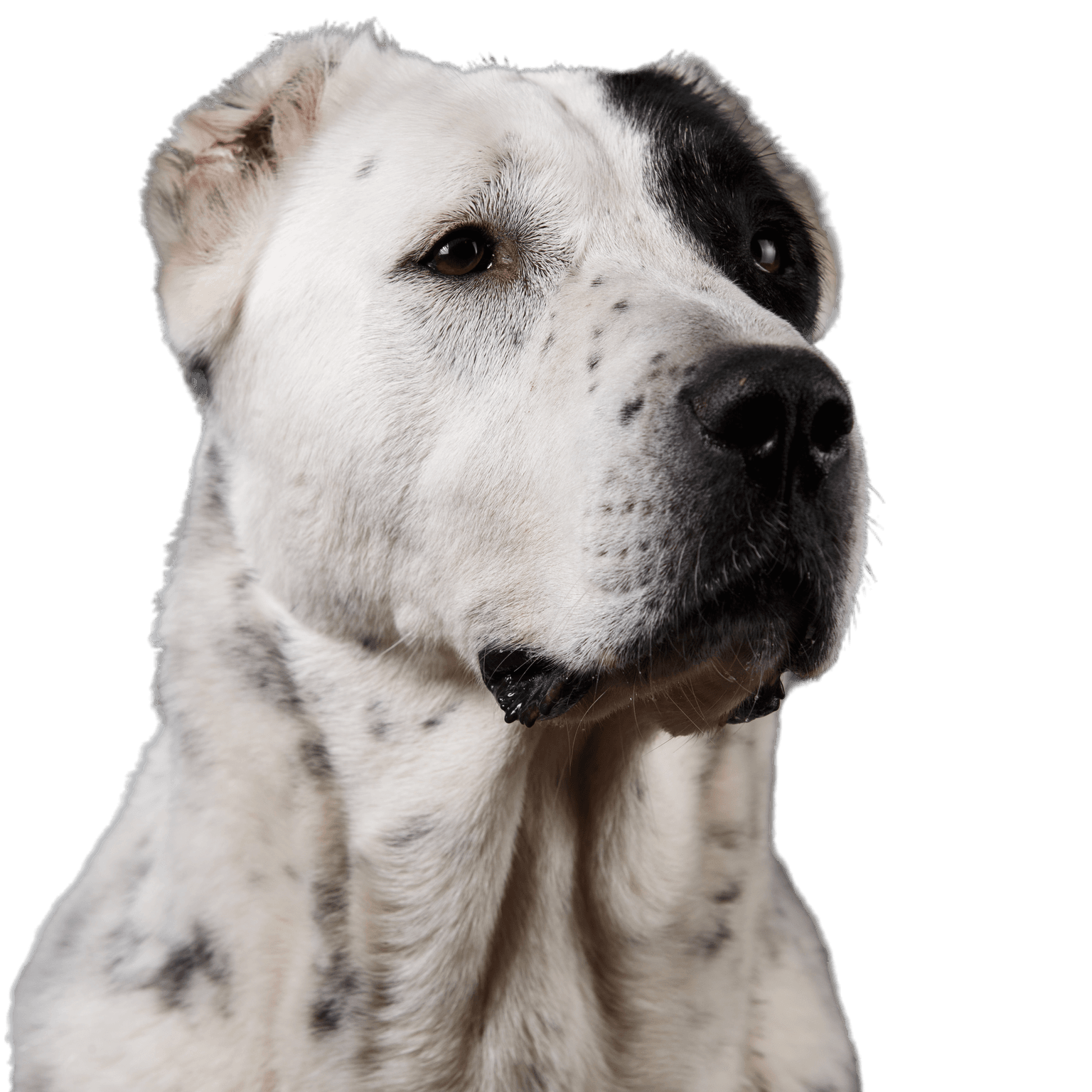 Nahaufnahme Porträt Zentralasiatischer Hirtenhund schaut zur Seite auf grauem Hintergrund