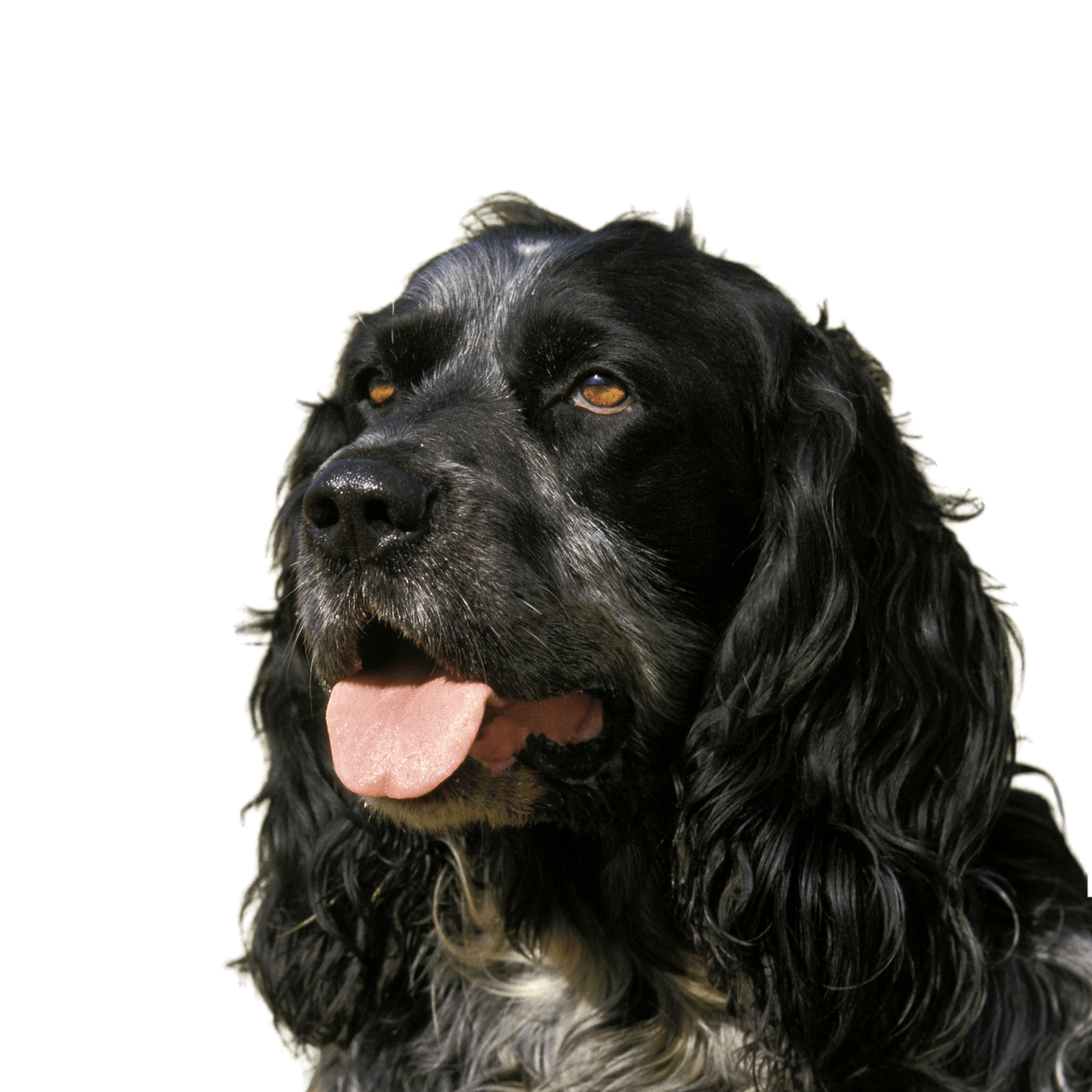 Porträt eines blauen Picardie Spaniels Porträt eines blauen Picardie Spaniels