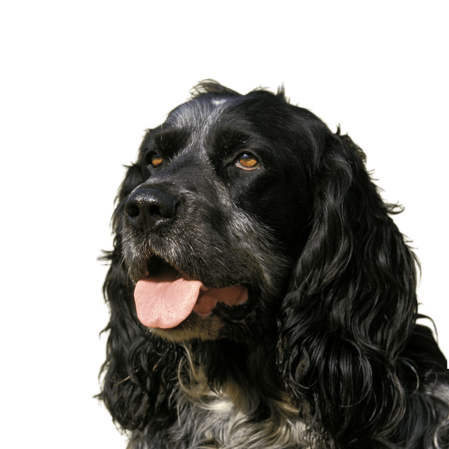 Porträt eines blauen Picardie Spaniels