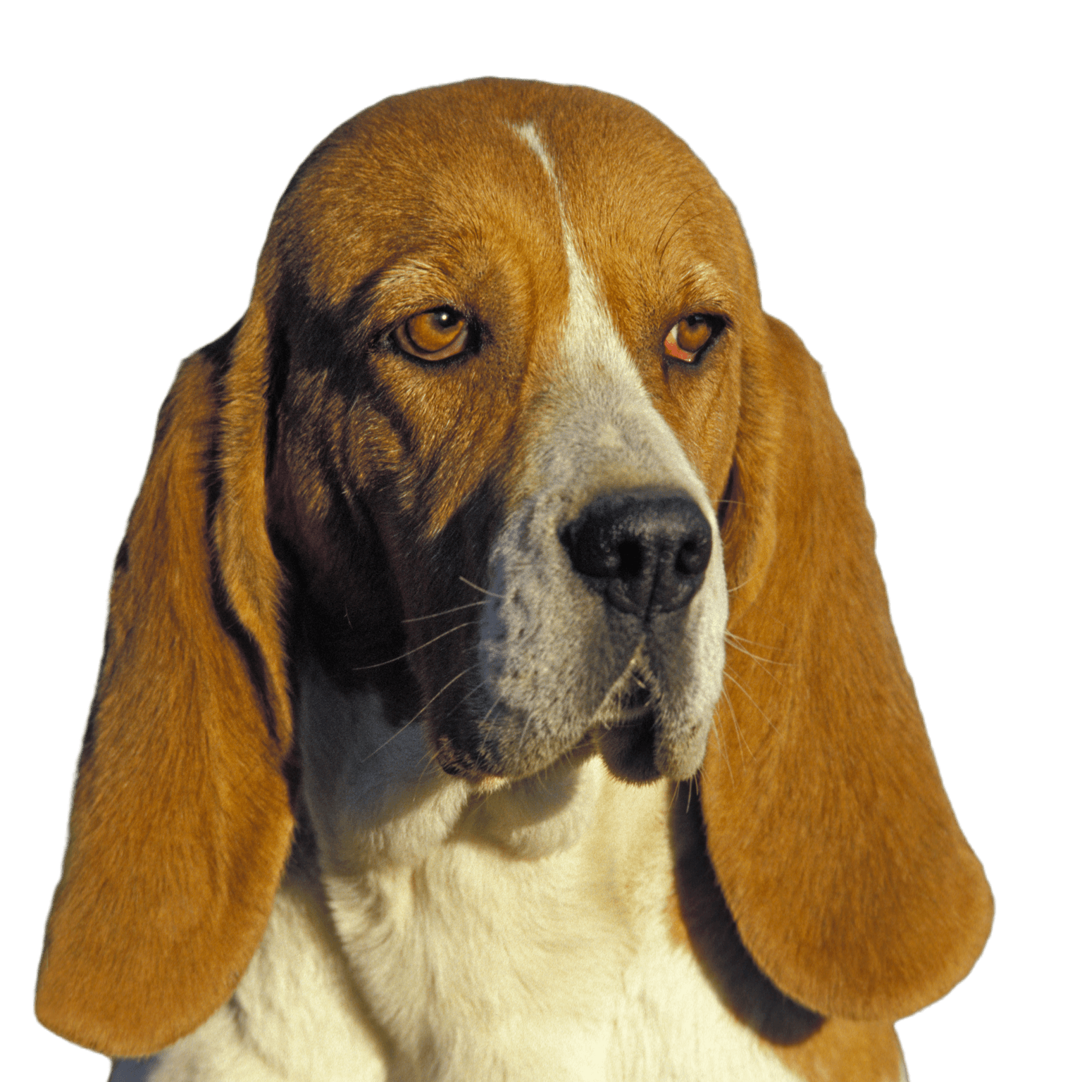 Artois Hound, Porträt eines Hundes