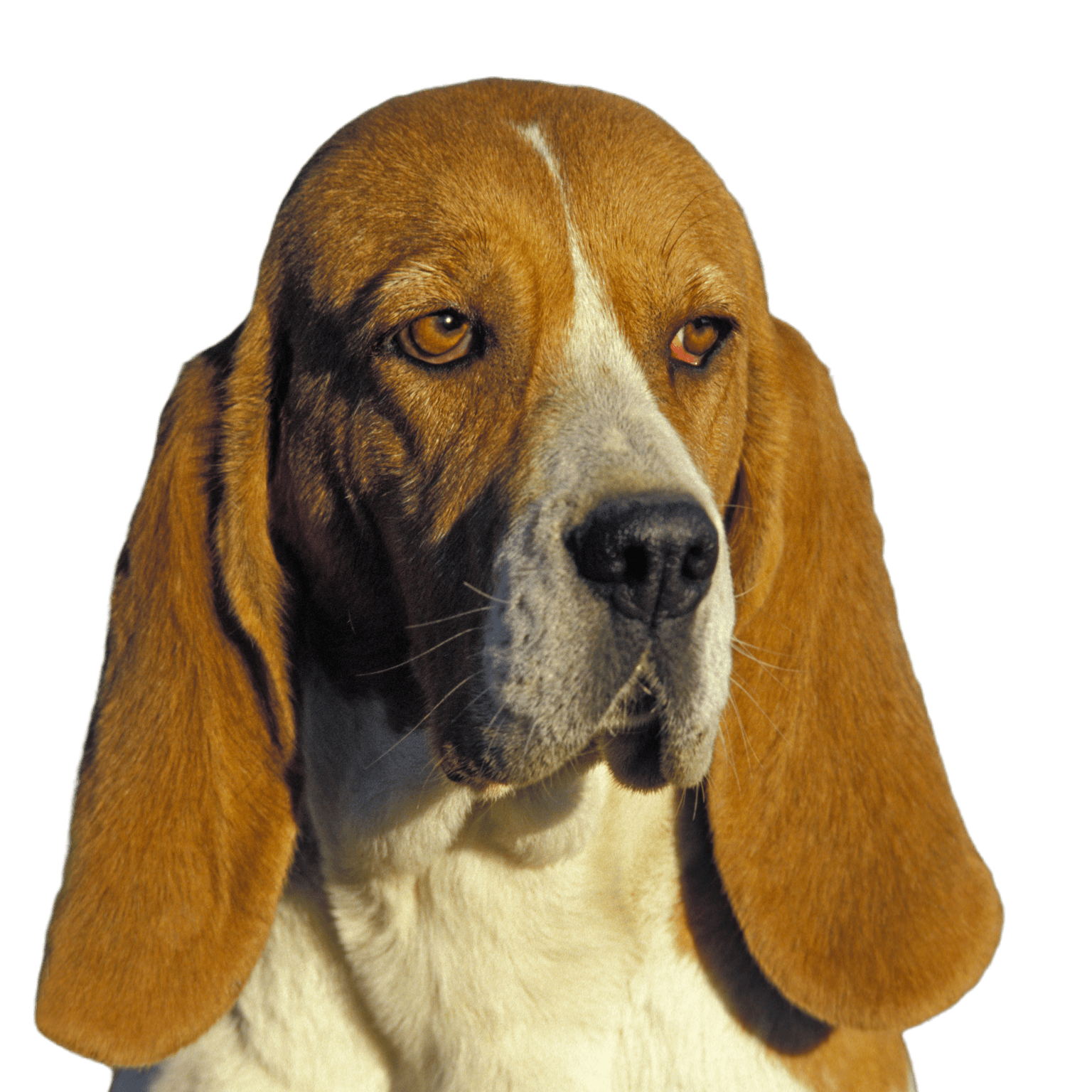 Artois Hound, Porträt eines Hundes Artois Hound, Porträt eines Hundes