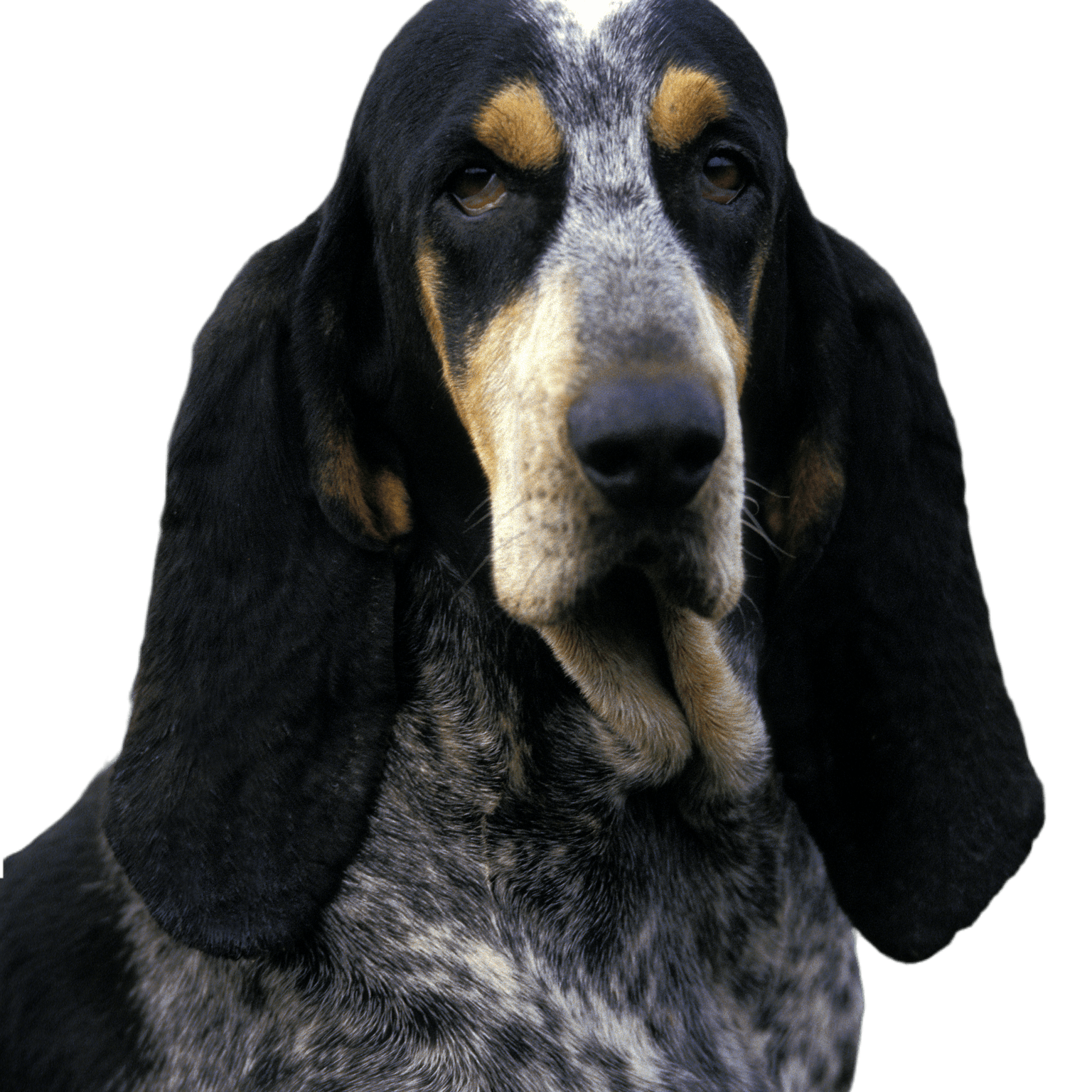 Kleiner blauer Gascognerhund, Porträt eines Hundes