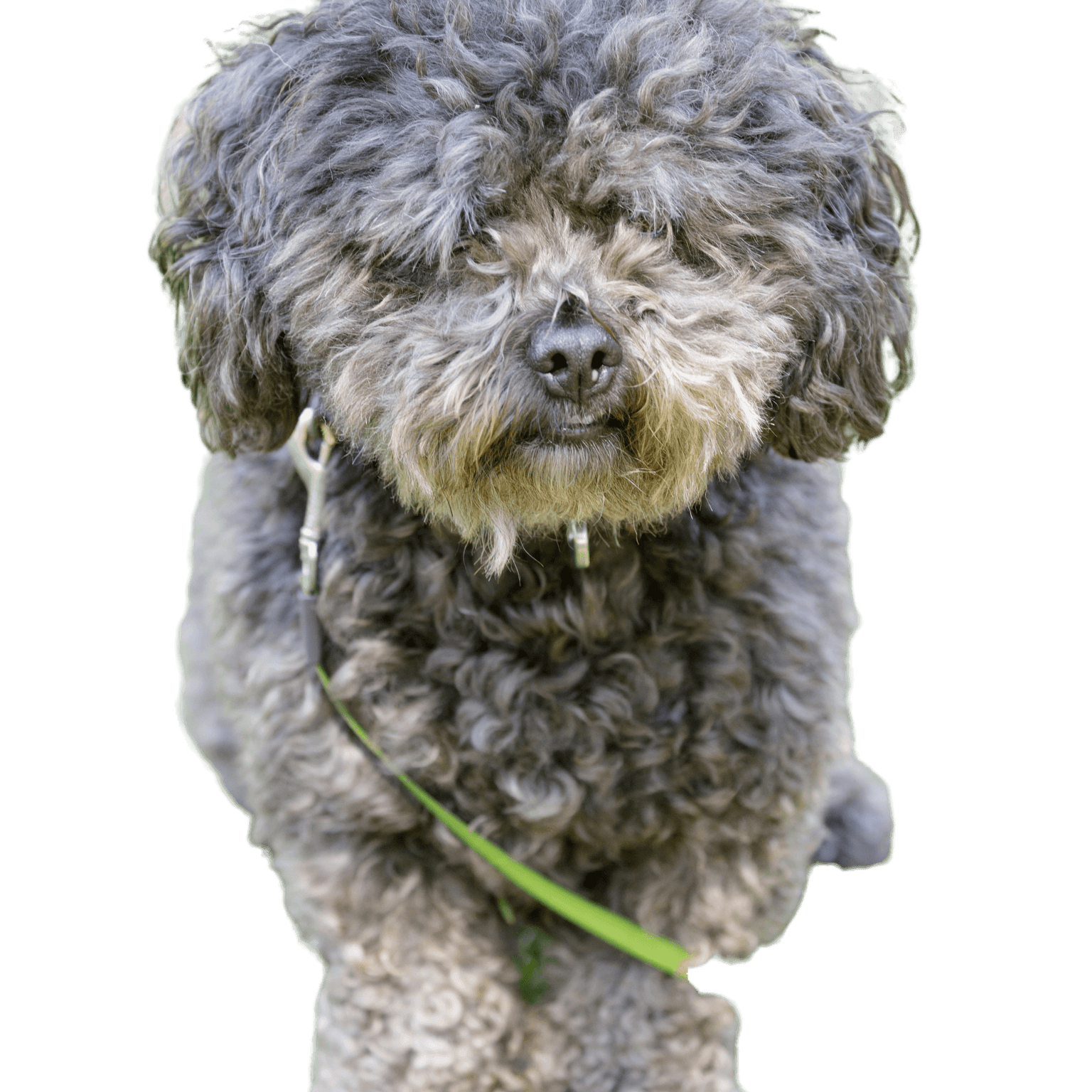 Bichon Pudel Mix Hund. Hundepark ohne Leine in Nordkalifornien.