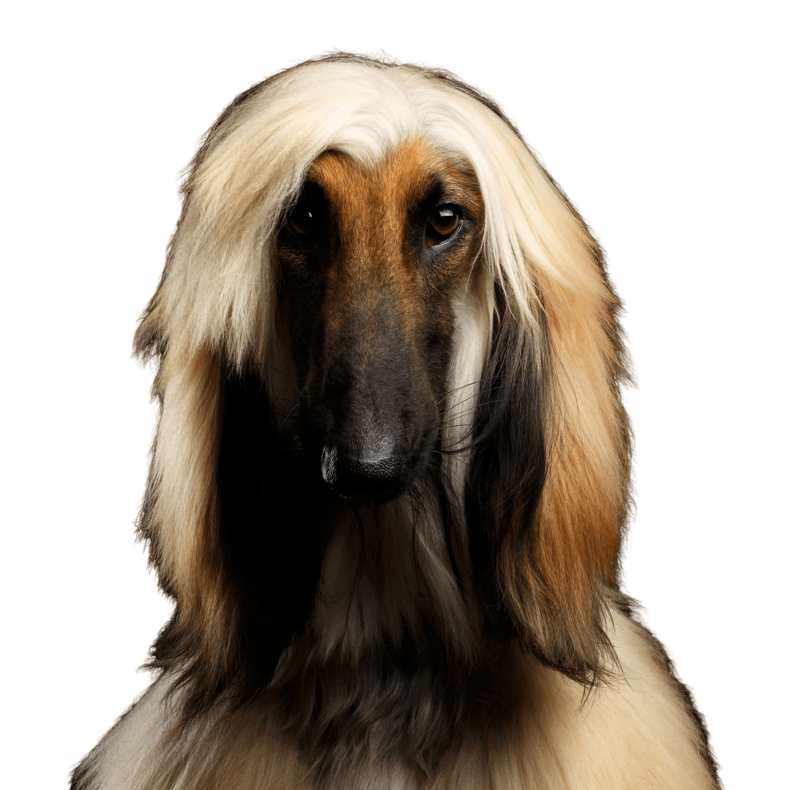 Hund, Säugetier, Wirbeltier, Canidae, Afghanen, Afghanischer Windhun, Hunderasse, Fleischfresser, Hund ähnlich Borzoi, Hund ähnlich Saluki, Hund ähnlich Seidenwindhund