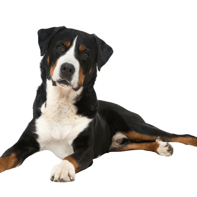 Appenzeller Sennenhund Profilbild