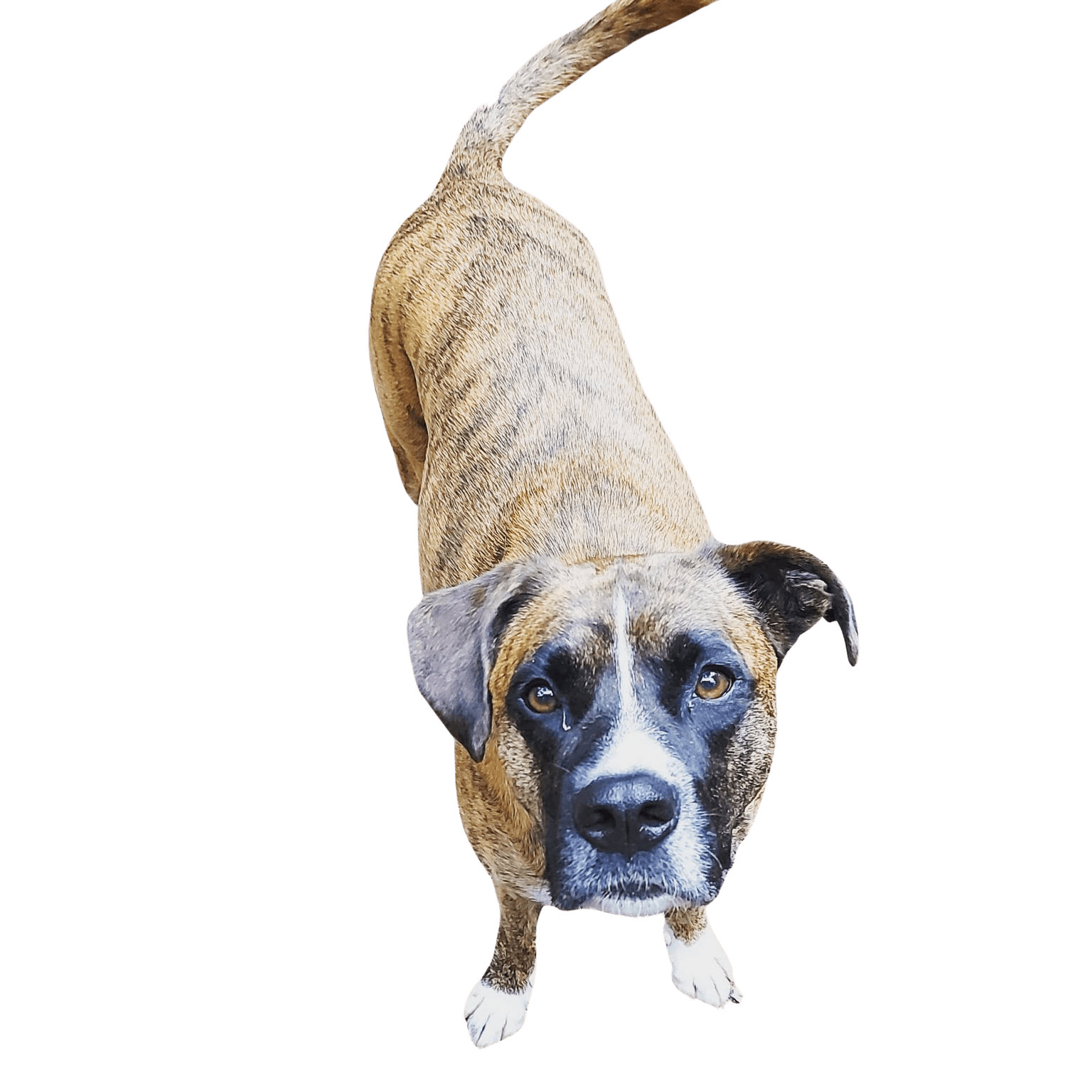 Australian Boxherd © Nadine Beitz Hund,Hunderasse,Fleischfresser,Kitz,Arbeitstier,Begleithund,Schnauze,Leber,Heimtierbedarf,Landtier,