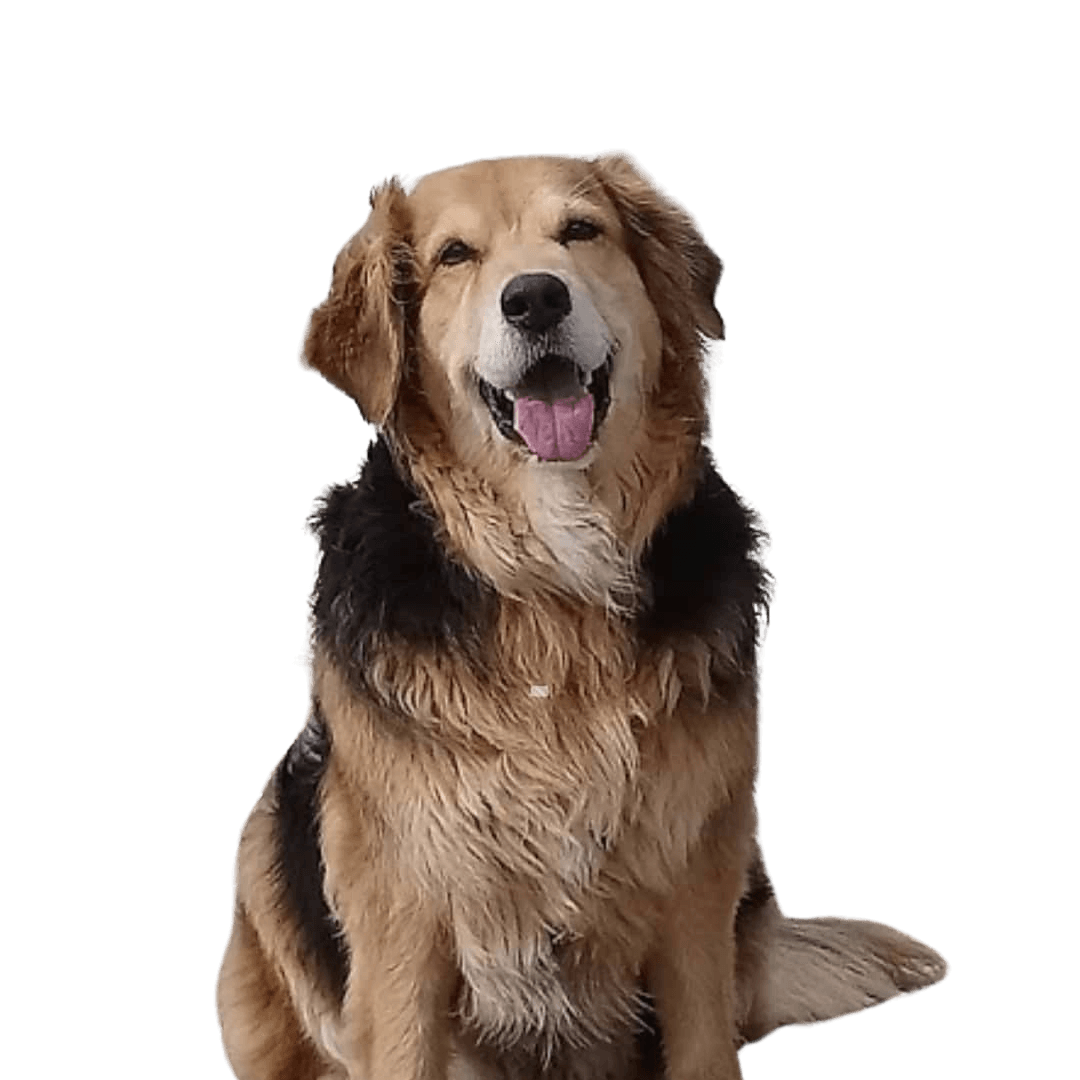 Hund,Fleischfresser,Hunderasse,Kitz,Begleithund,Leber,Arbeitstier,Jagdhund,Golden Retriever,Tierbedarf,