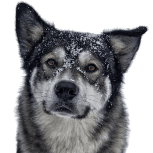 Australian Shepherd Malamute © Daina Geisler Hund,Hunderasse,Fleischfresser,Iris,Schnurrhaare,Schnee,Begleithund,Schnauze,Arbeitstier,Hundezubehör,
