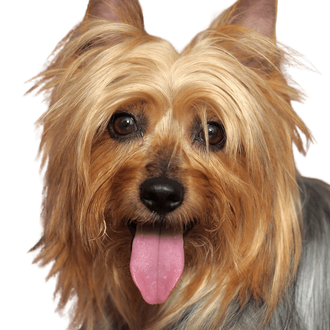 Australian Silky Terrier Portrait, kleiner Hund mit langem Fell, Hund streckt Zunge raus, Hundeportrait, australische Hunderasse, kleiner Hund für Stadt und Kinder