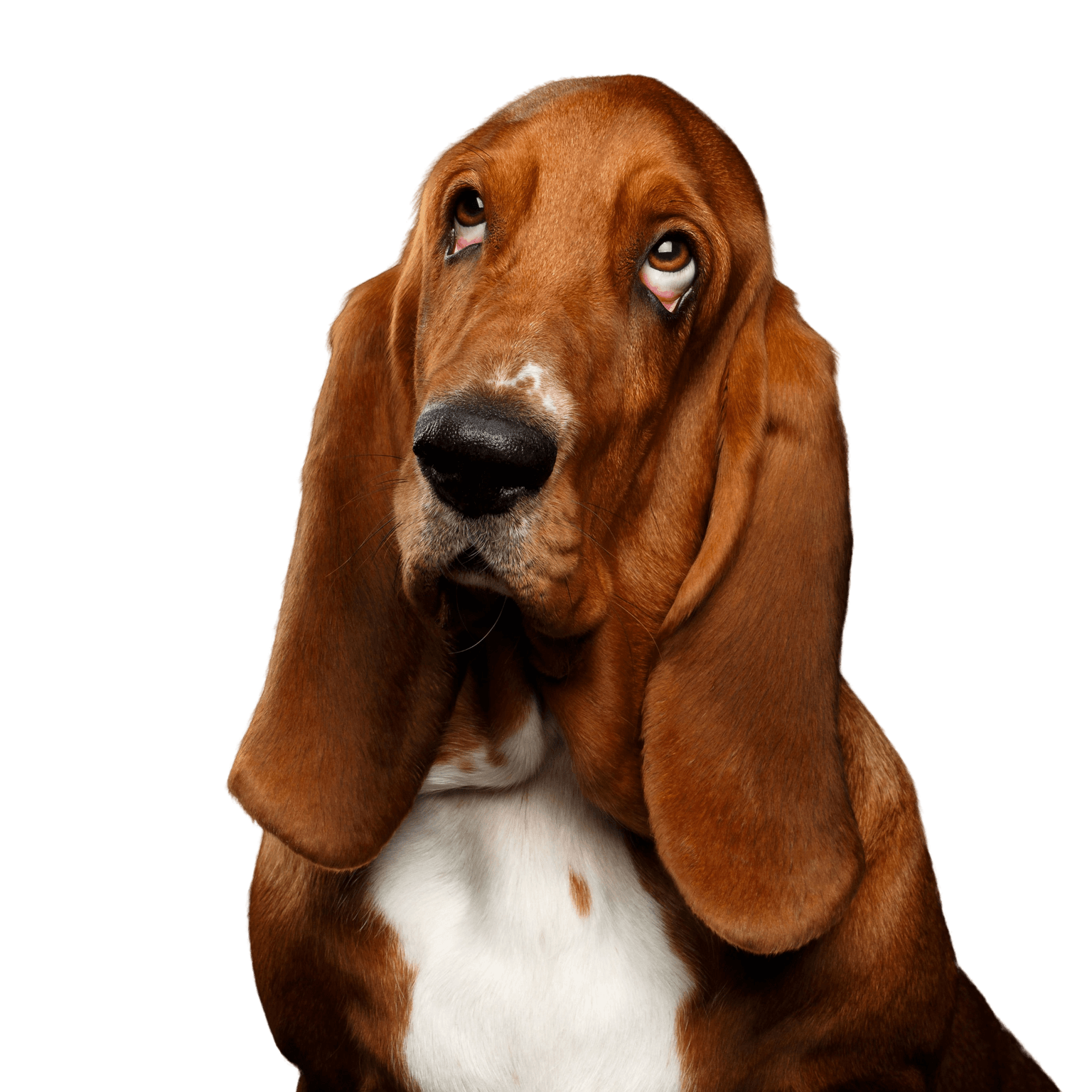 Hund, Säugetier, Wirbeltier, Canidae, Basset Hound schaut ähnlich aus wie Beagle, Hunderasse mit sehr langen Schlappohren, Fleischfresser, Basset Artésien Normand Oberkörper, Schweizer Laufhund, Schnauze, kleiner brauner Hund, Jagdhund