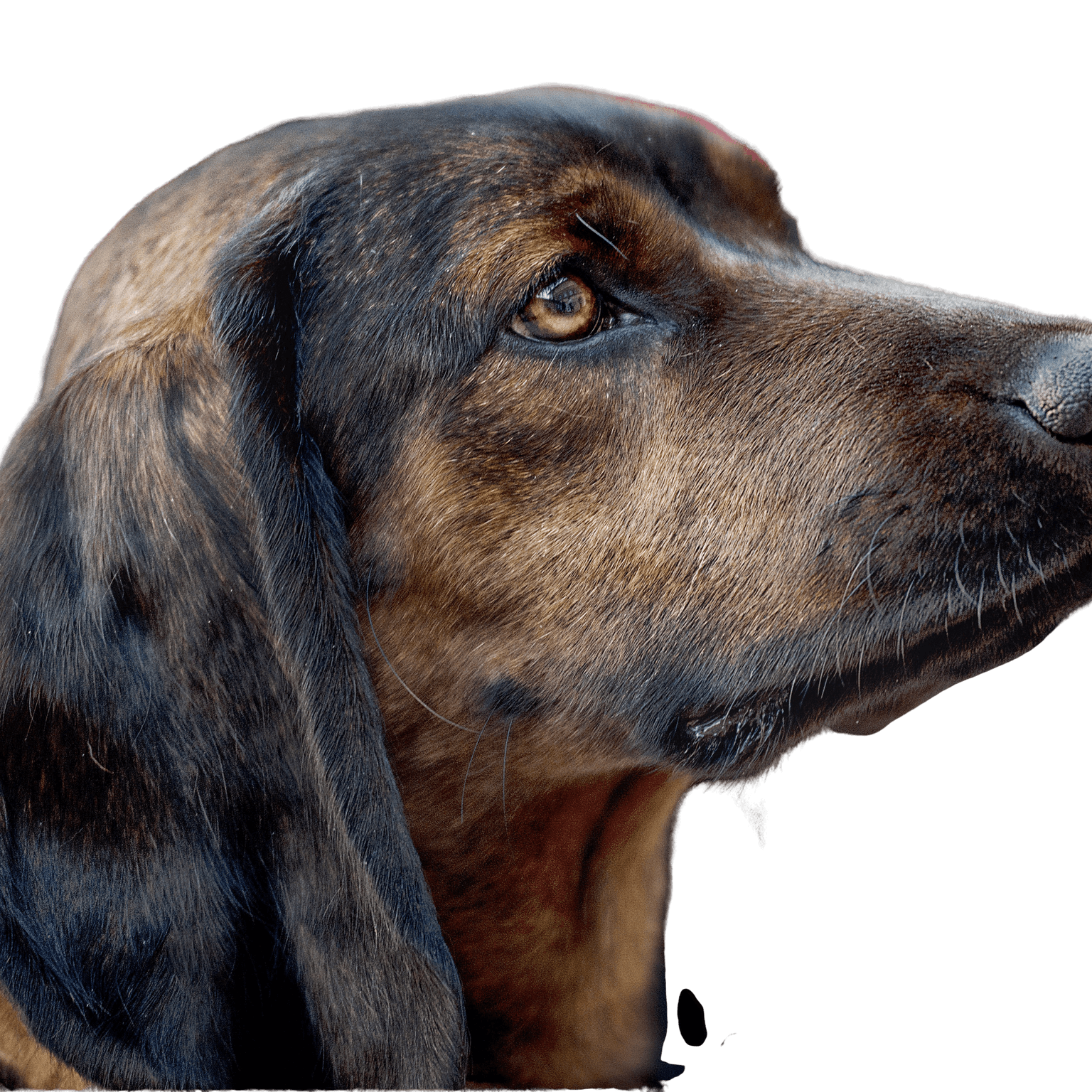 Bayerischer Gebirgsschweißhund Profilbild Bayerischer Gebirgsschweißhund Rassebeschreibung BGH