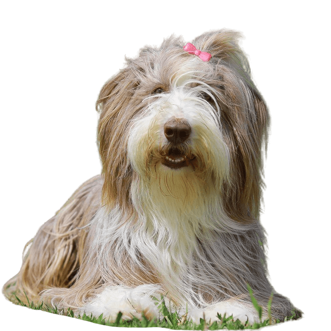 Bearded Collie HUnd