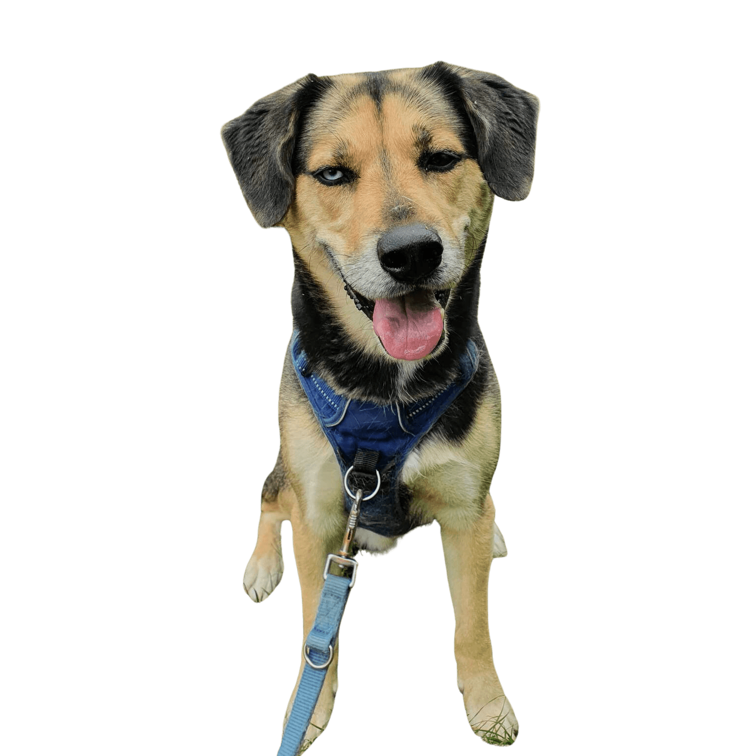 Beaski Freisteller Beagle Husky Hund,Fleischfresser,Halsband,Hunderasse,Begleithund,Hundehalsband,Schnauze,Hundezubehör,Modeaccessoire,Elektrisch blau,