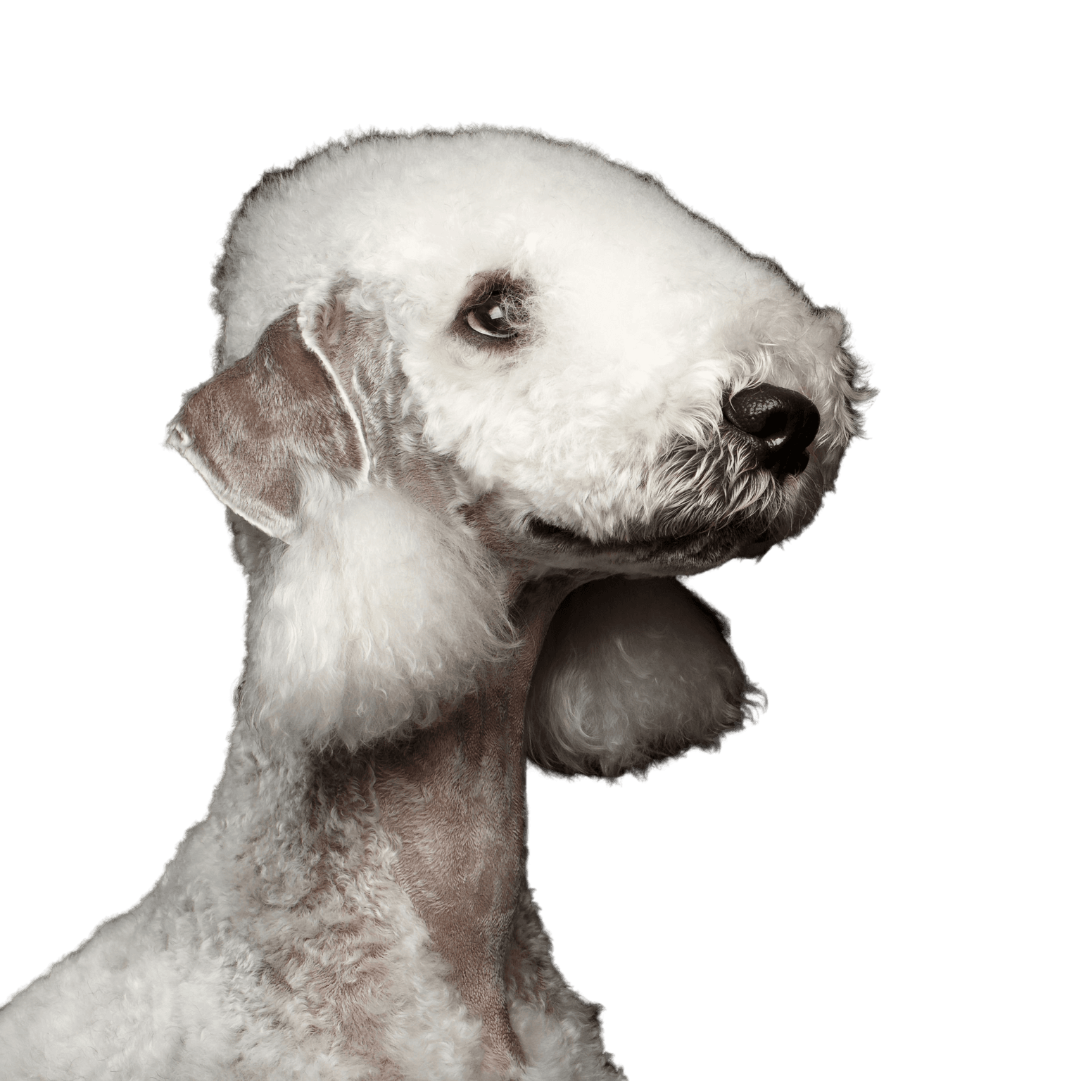 Säugetier, Wirbeltier, Hund, Canidae, Hunderasse, Fleischfresser, Schnauze, Begleithund, Sporting Group, Seltene Rasse (Hund), weißer großer Hund, Bedlington Terrier, Rasse ähnlich Pudel