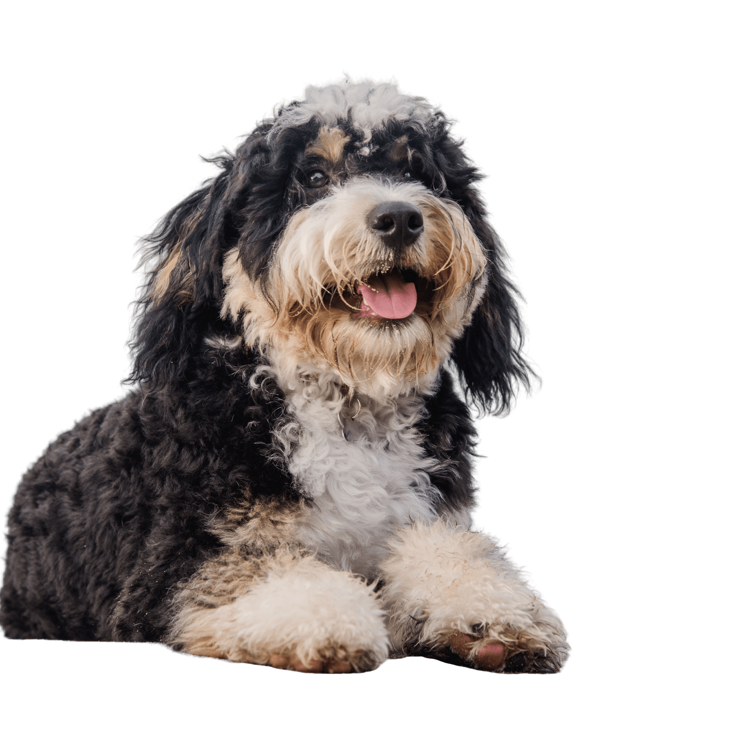 Bernedoodle Hund