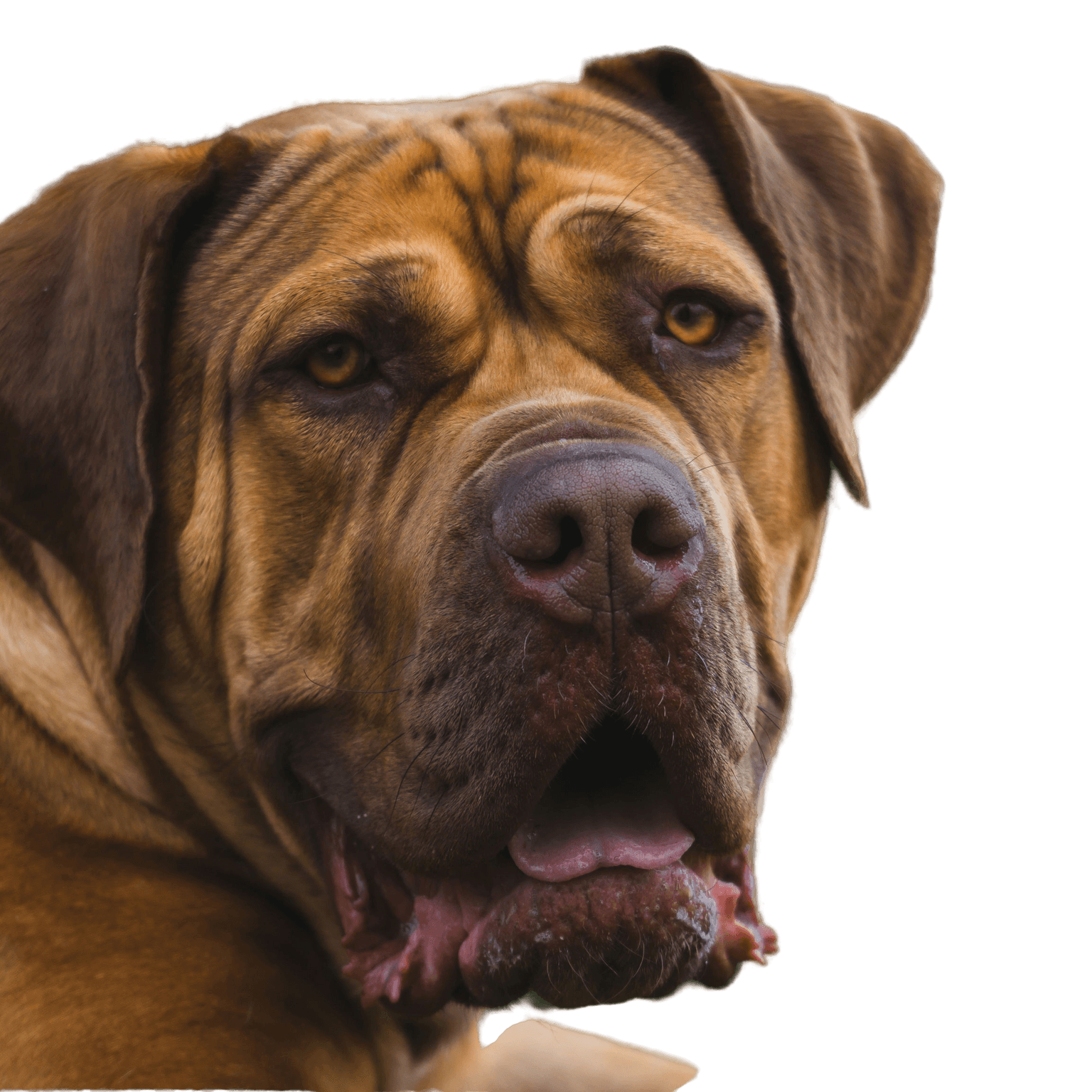 Boerboel Rassebeschreibung