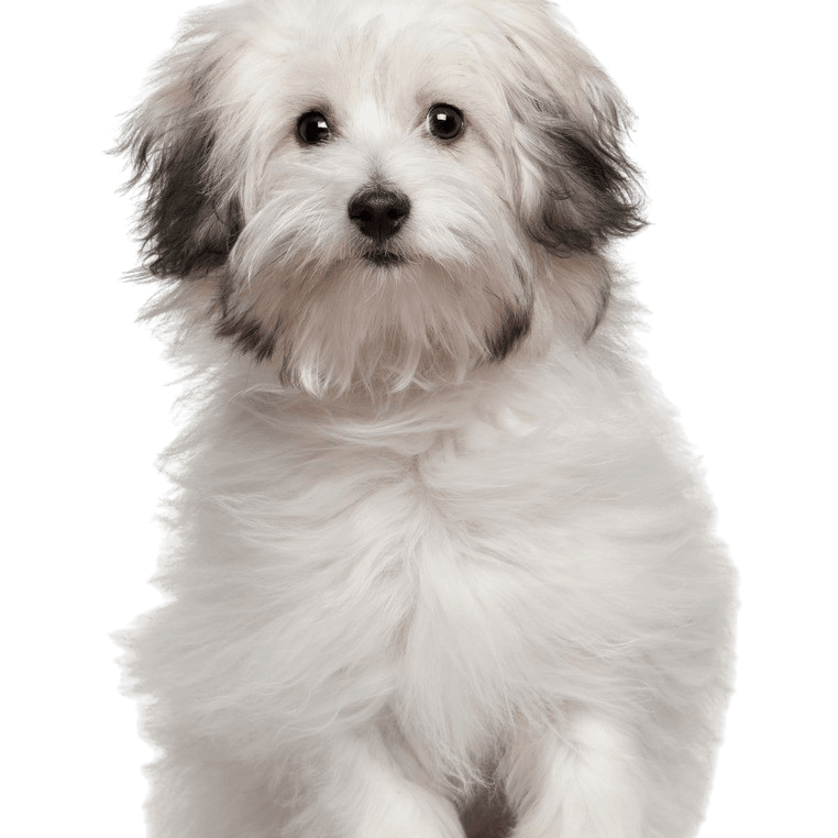 Bologneser Hund Rassebeschreibung, kleiner weißer Hund mit schwarzen Flecken, Hund mit glatten Haaren bekommt Locken, Welpe mit glatten Haaren, kleine Hunderasse, ruhige Hunderasse