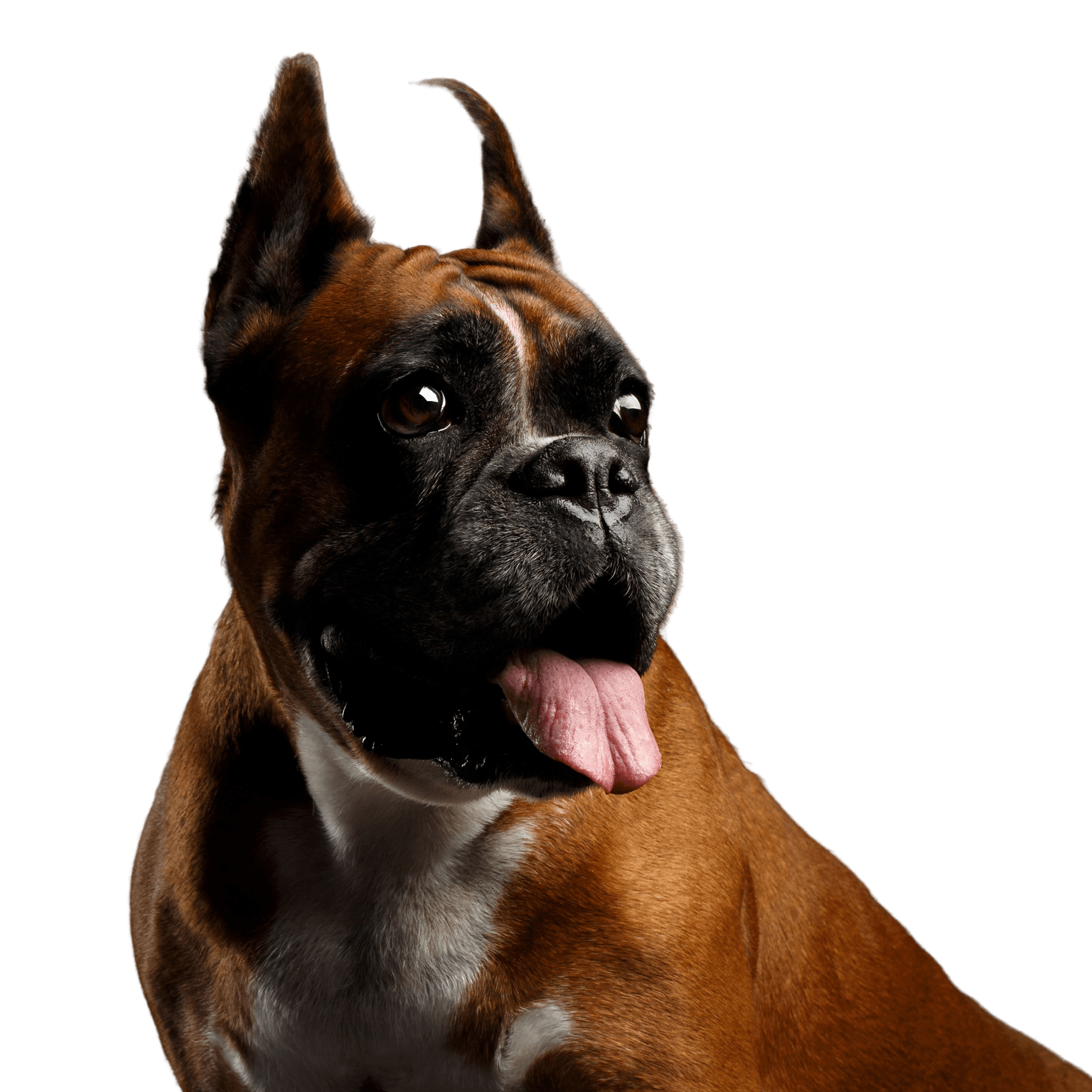 Säugetier, Hund, Wirbeltier, Hunderasse, Canidae, Boxer Rasse, Schnauze, Fleischfresser, Arbeitshund, Stehohren beim Boxer Hund, Kampfhund, Listenhund, Familienhund