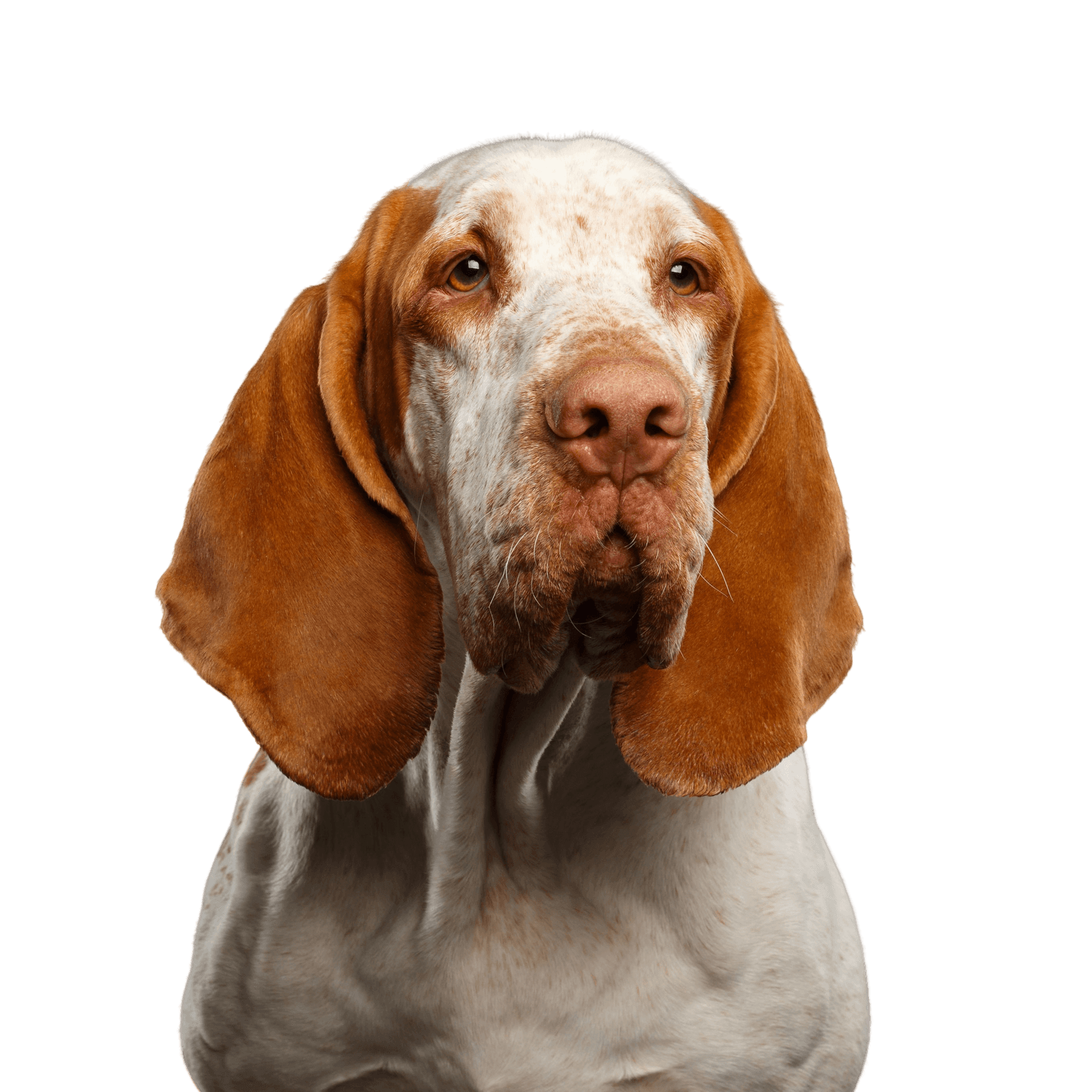 Hund, Säugetier, Wirbeltier, Canidae, Hunderasse, Bracco italiano, Fleischfresser, Sporting Group, Pointing Rasse, großer weißer Hund mit Braunen Flecken und Schlappohren, Rasse ähnlich Beagle nur viel größer