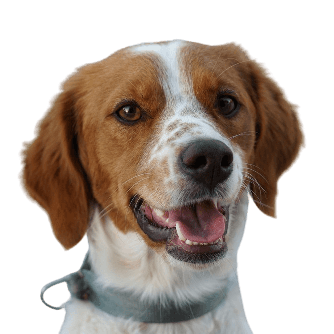 Bretanischer Spaniel, braun weißer Hund mit Schlappohren und sehr kurzer Rute, keine Rute bei Geburt, Hund mit Stummelschwanz, Französische Hunderasse, Brittany Hund