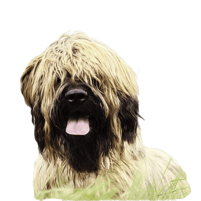 Briard Hund