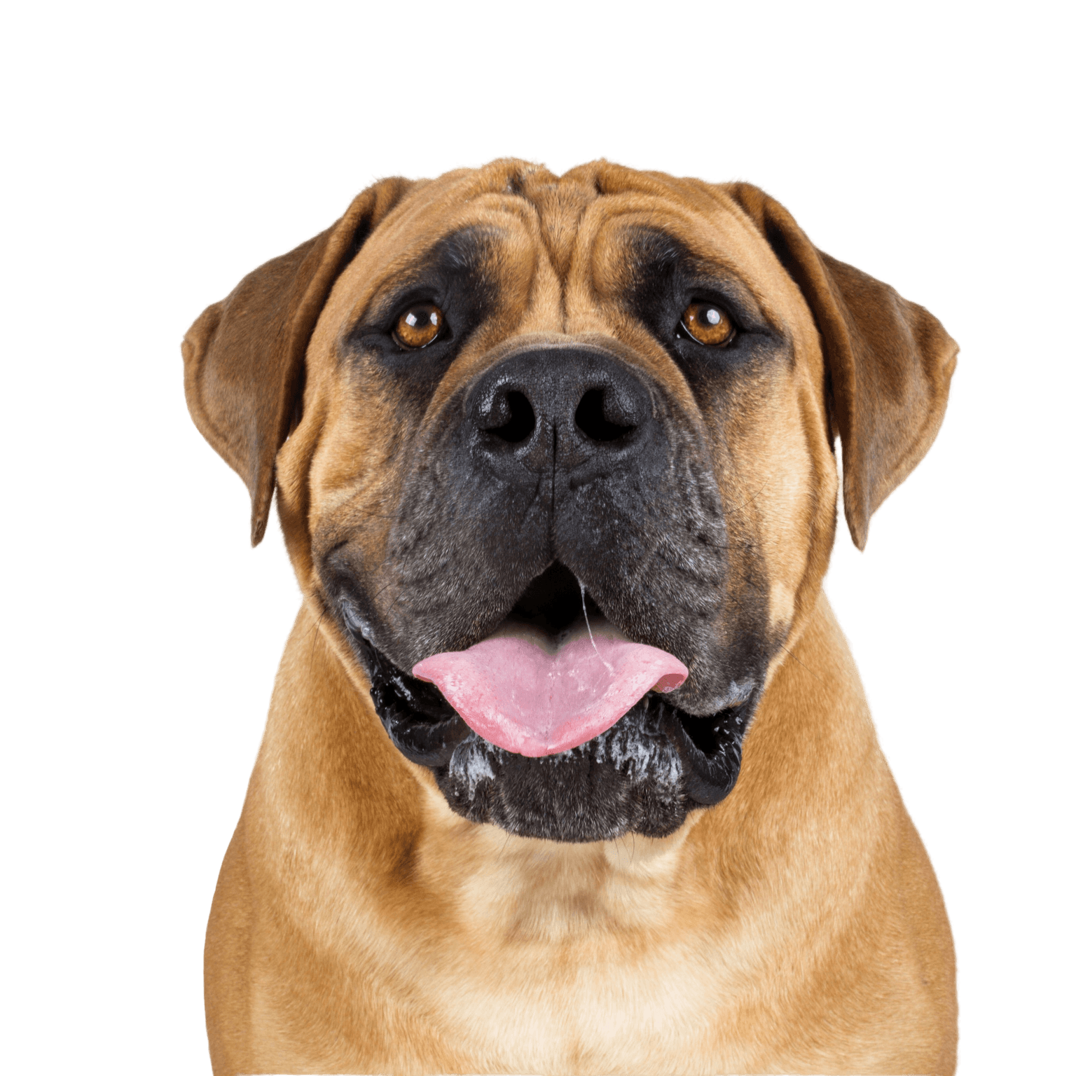 Bullmastiff, englisch Mastiff Hund