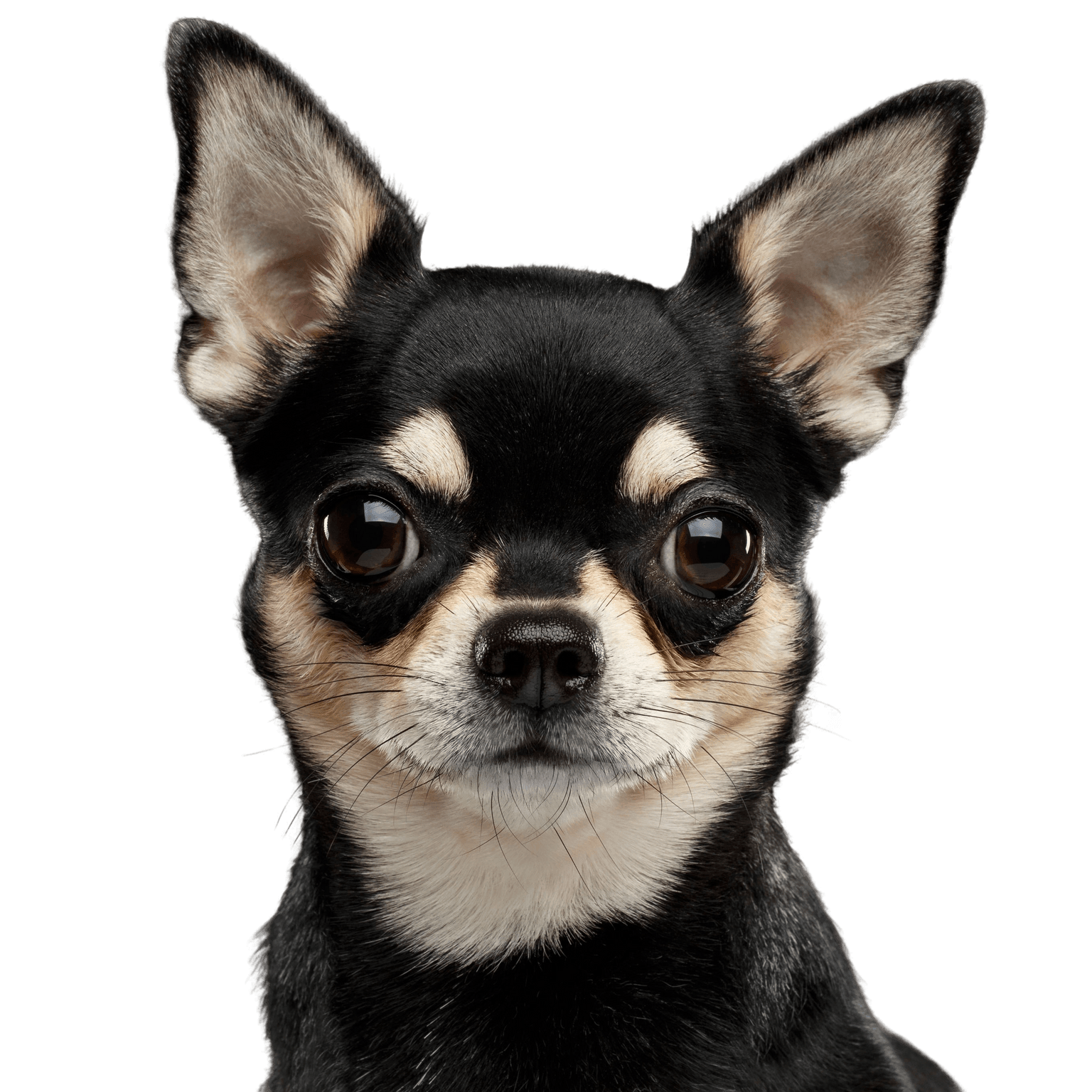Hund, Säugetier, Wirbeltier, Canidae, Hunderasse, schwarzer Chihuahua mit Stehohren, Kurhaar Chihuahua, schwarz brauner Hund unter 5kg, Fleischfresser, Schnauze, Begleithund,